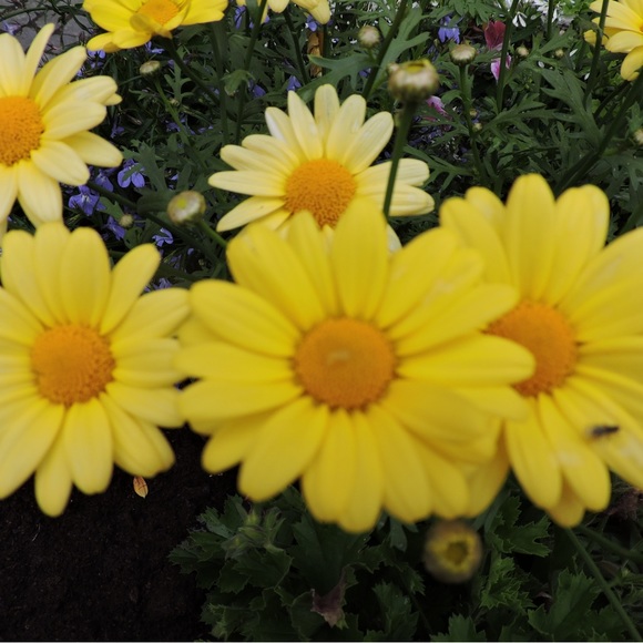 Meet your Posher, Paula - Picture 6 of 6